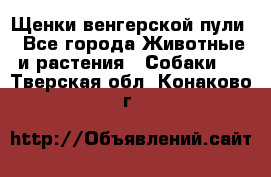 Щенки венгерской пули - Все города Животные и растения » Собаки   . Тверская обл.,Конаково г.